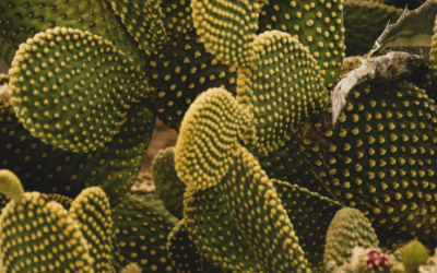 Why Cactus Water Is So Great For Your Skin