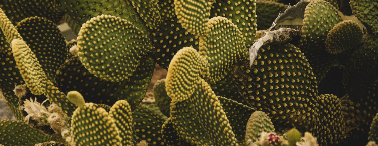 Why Cactus Water Is So Great For Your Skin